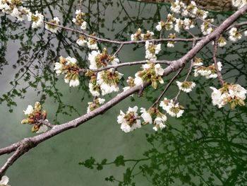 Close-up of white cherry blossoms in spring