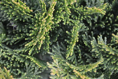 Close-up of leaves