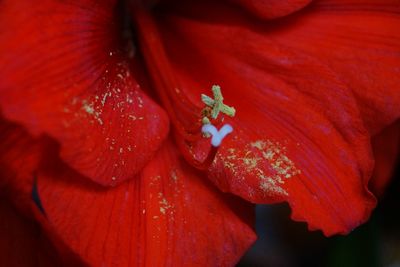 Close-up of red flowers