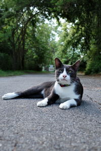 Close-up of cat