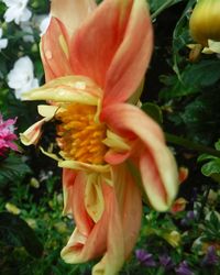 Close-up of bee pollinating on pink flower
