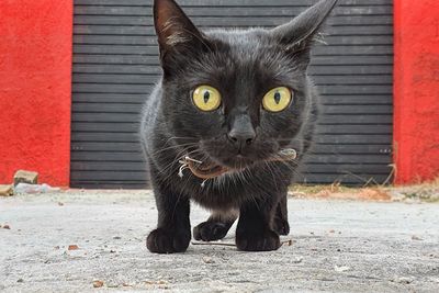 Close-up portrait of black cat against wall