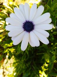 Close-up of white flower