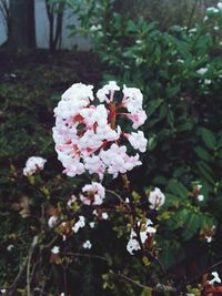 Close-up of white flowers