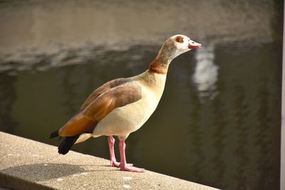 Close-up of bird perching on a wall