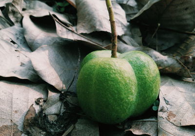 Close-up of green fruit on leaves
