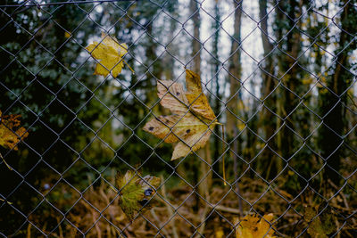 Close-up of yellow autumn leaves on chainlink fence