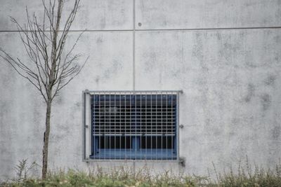 Concrete wall with window and tree 