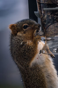 Close-up of squirrel