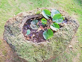 Plants growing on field