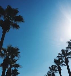 Low angle view of palm trees against clear blue sky