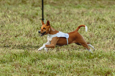 Running basenji dog in white jacket across the meadow on lure coursing competition