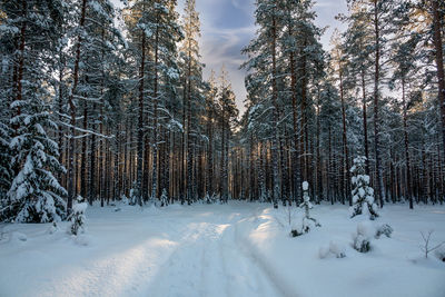 Trees on snow covered field during winter in finland