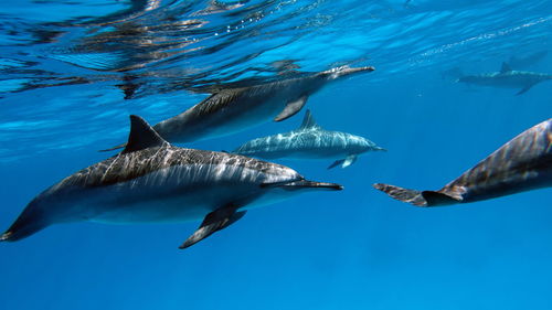 Dolphins. spinner dolphin. stenella longirostris is a small dolphin .