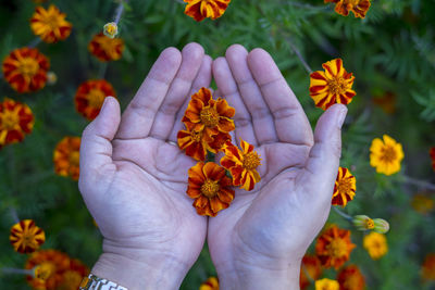 High angle view of hand on orange flowering plant