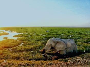 Elephant on field against clear sky