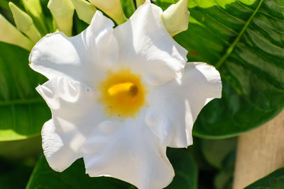 Close-up of white flower blooming outdoors