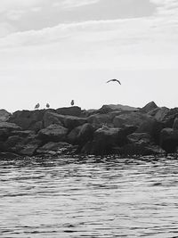 Birds flying over sea against sky