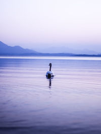 Duck swimming in lake