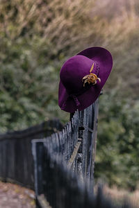 Close-up of fresh green leaf