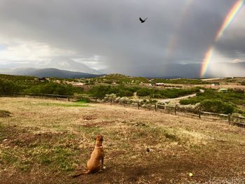 View of birds flying over landscape