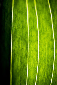 Close-up of green grass