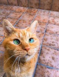 Close-up portrait of a cat