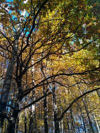 Low angle view of trees in forest during autumn