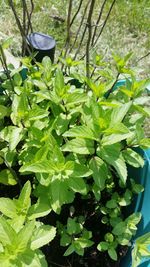 Close-up of plants