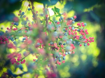 Close-up of berries growing on tree