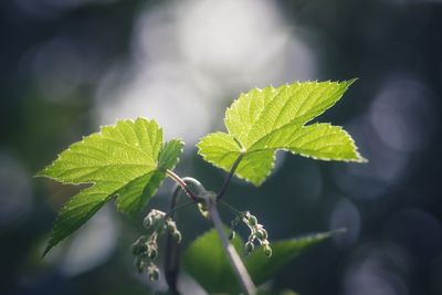 Close-up of fresh green leaves