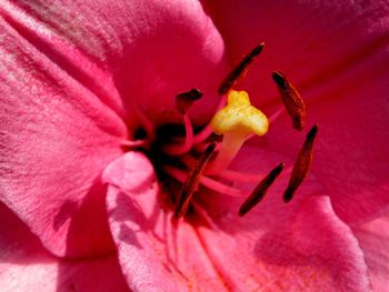 Close-up of insect on pink flower