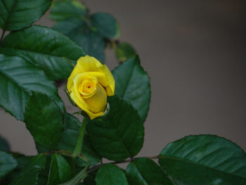 Close-up of yellow rose plant