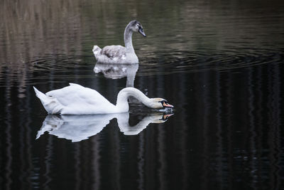 Close-up of swan swimming on lake