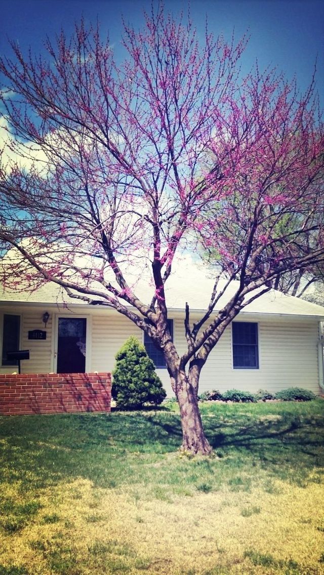 bare tree, tree, building exterior, built structure, architecture, branch, grass, sky, house, tree trunk, field, day, nature, growth, outdoors, no people, sunlight, blue, residential structure, clear sky