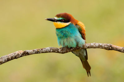 Close-up of bird perching on branch