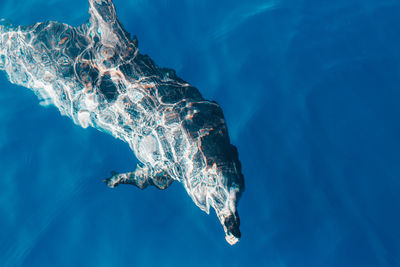 High angle view of swimming in sea