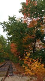 Scenic view of forest during autumn