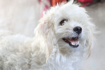 Close-up of dog sticking out tongue