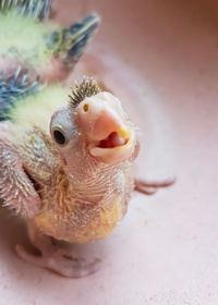 Close-up of a bird