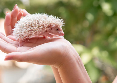 Cropped hands of woman holding hedgehog