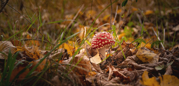 Close-up of mushroom growing on field