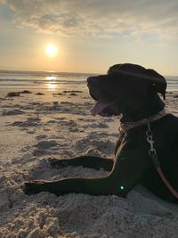 Dog on beach during sunset