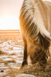 Close-up of horse against sky