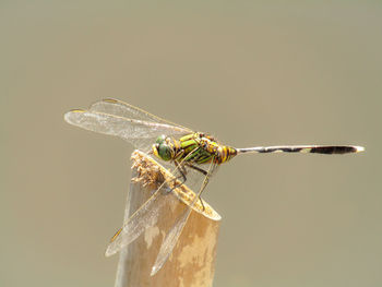 Close-up of dragonfly on twig