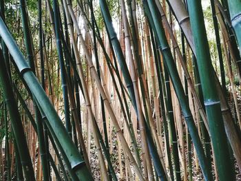 Close-up of bamboo trees in forest