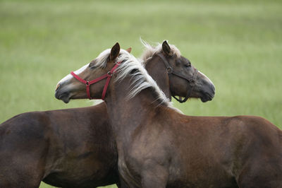 Portrait of two