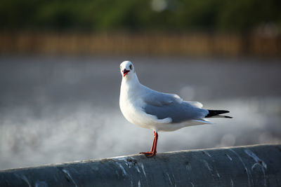 Close-up of seagull perching on wooden post