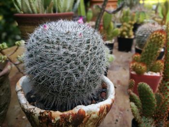 Close-up of cactus flower pot