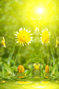 Close-up of yellow flowering plants on field